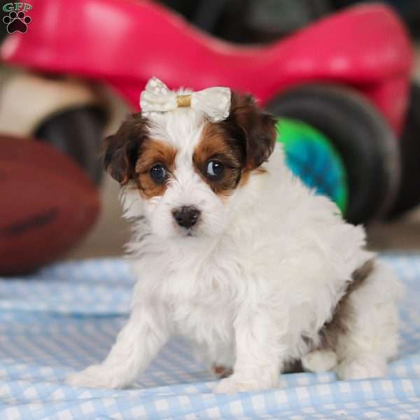 Jade, Yorkie Poo Puppy